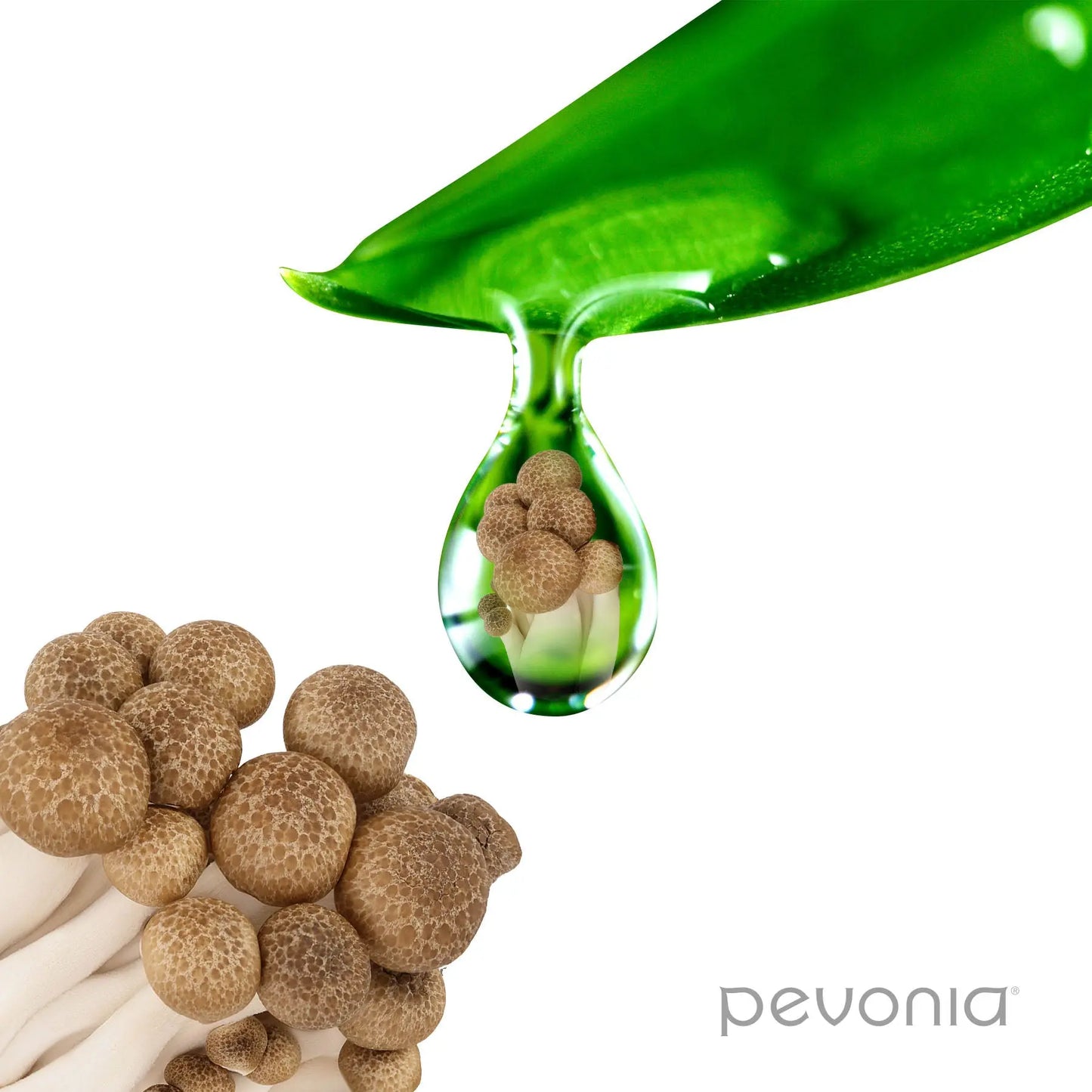 Mushrooms with a droplet containing a leaf, Pevonia logo visible