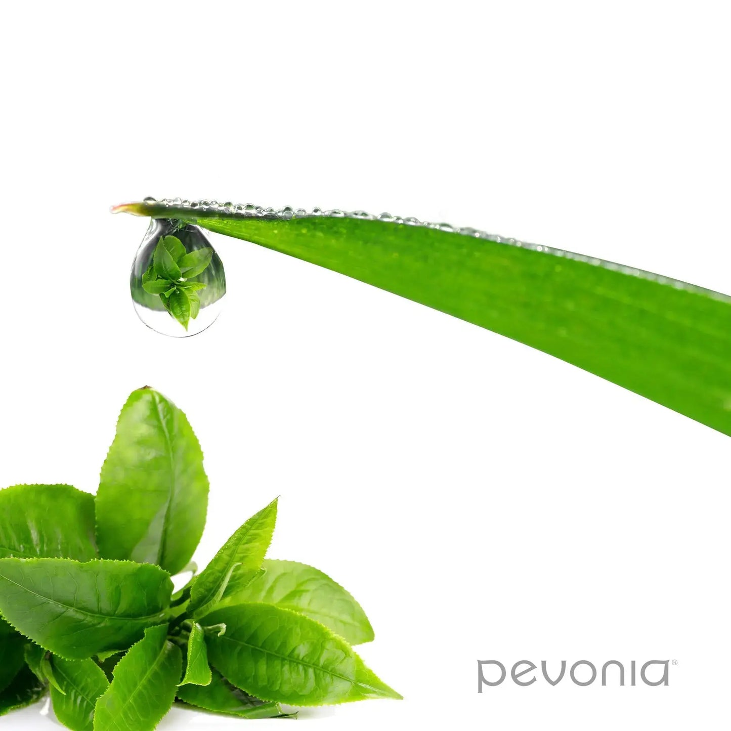 Pevonia Power Repair Intensifier - Eye Contour - Platinum Spalon
