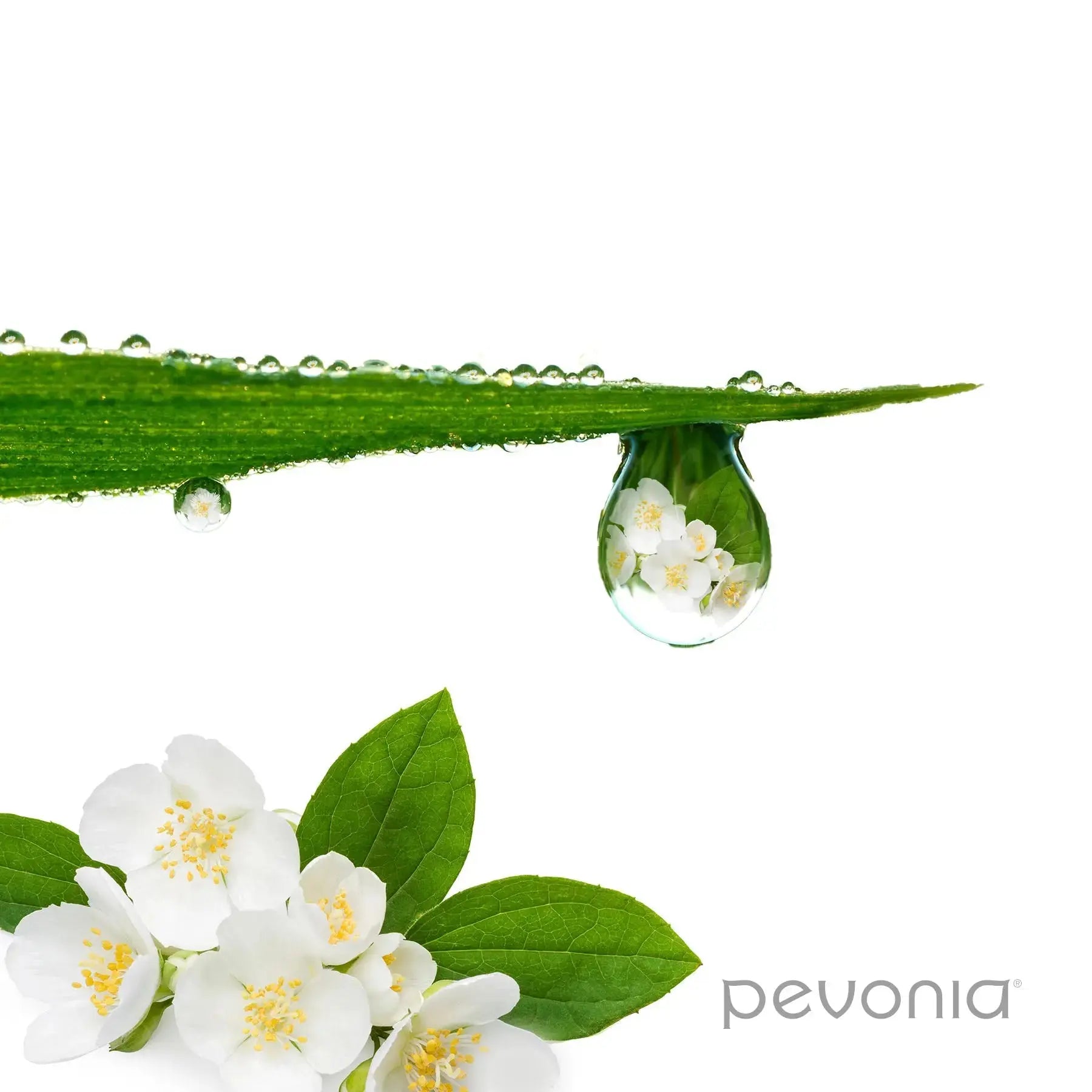 Pevonia Power Repair Intensifier - Elastin & Sorghum Pevonia