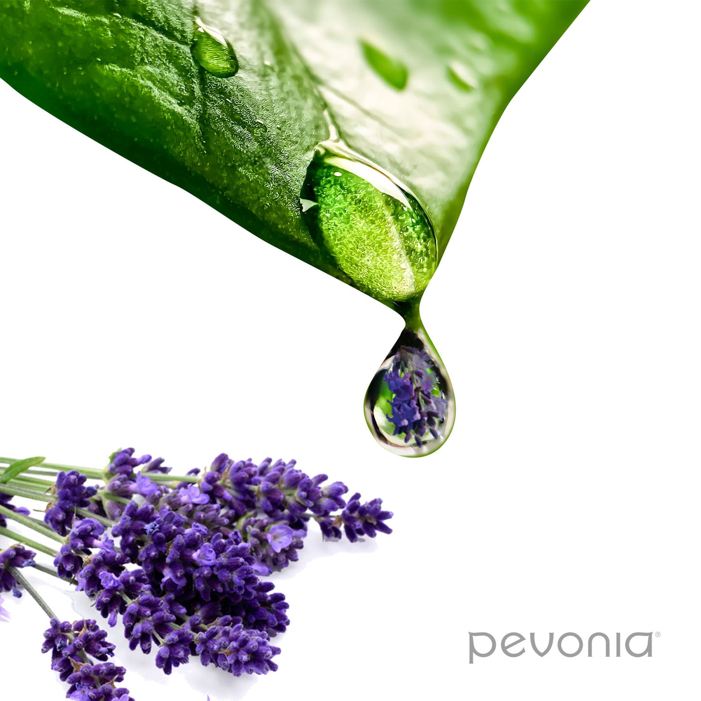 Green leaf with a drop of liquid and lavender flowers on a white background, featuring the Pevonia brand.