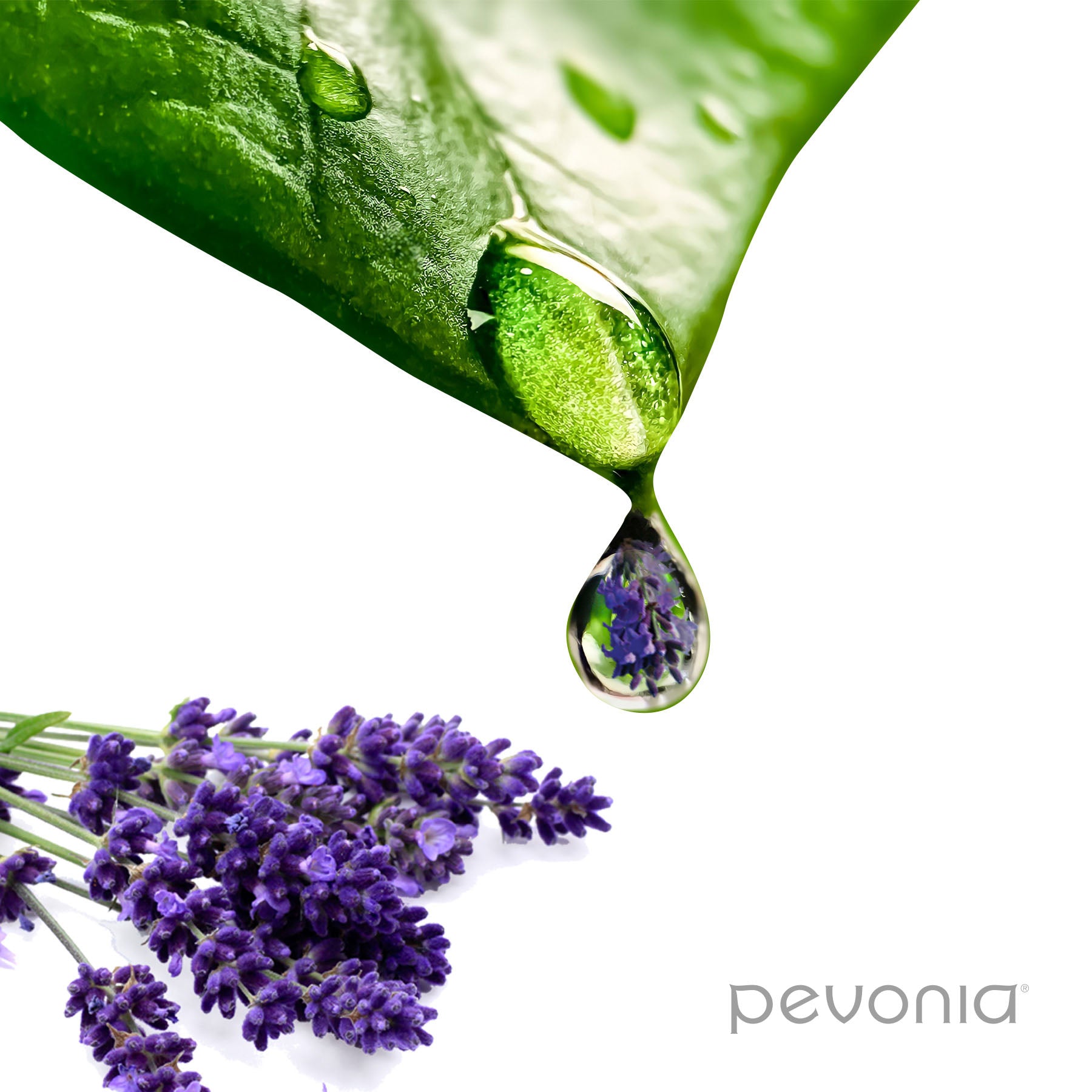 Green leaf with a drop of liquid and lavender flowers on a white background, featuring the Pevonia brand.
