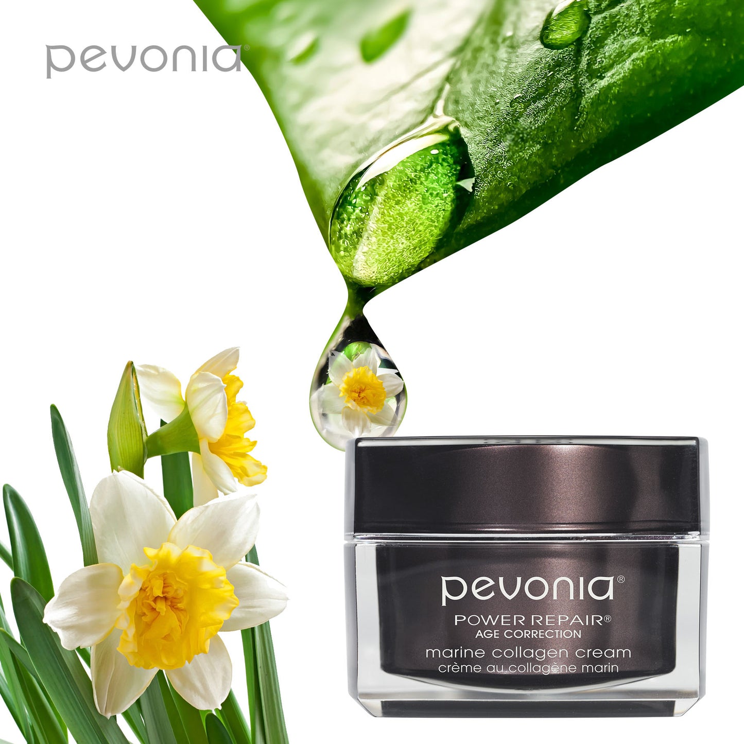 Pevonia marine collagen cream jar with green leaves and flowers on a white background