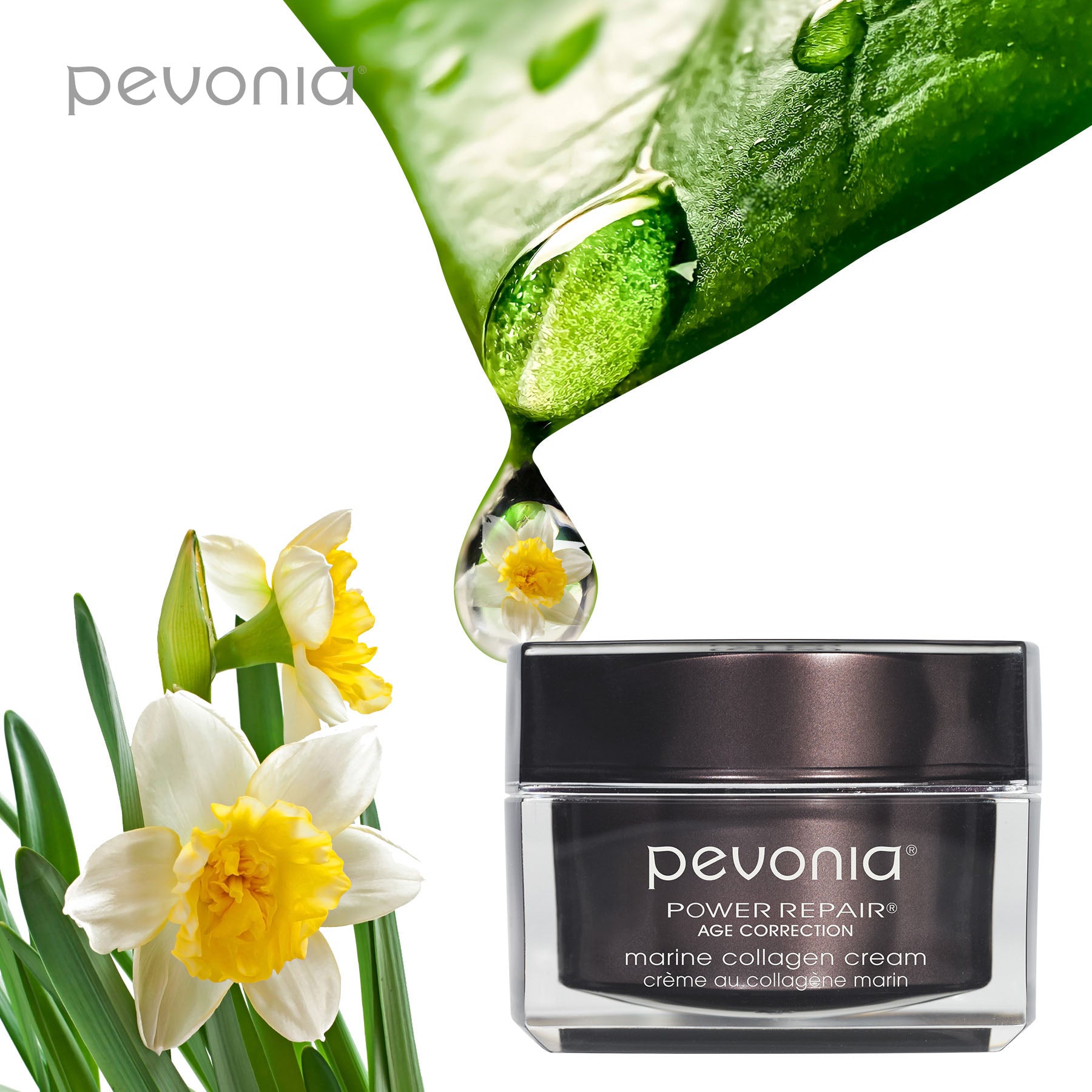 Pevonia marine collagen cream jar with green leaves and flowers on a white background